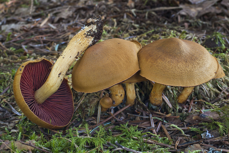 Cortinarius semisanguineus